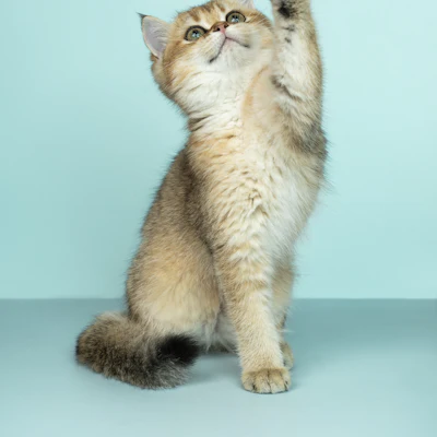 A curious kitten
