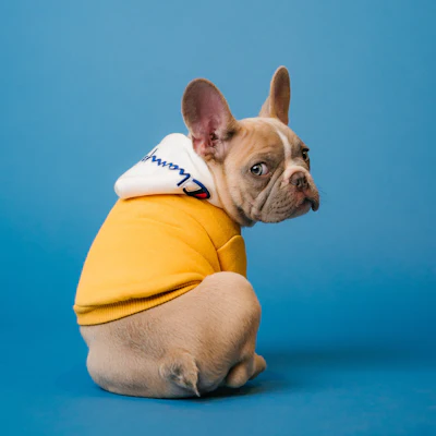 A French bulldog