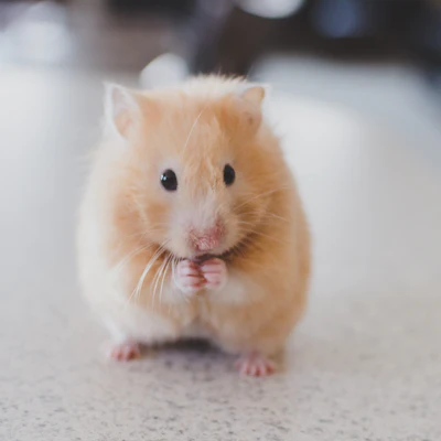 A hamster