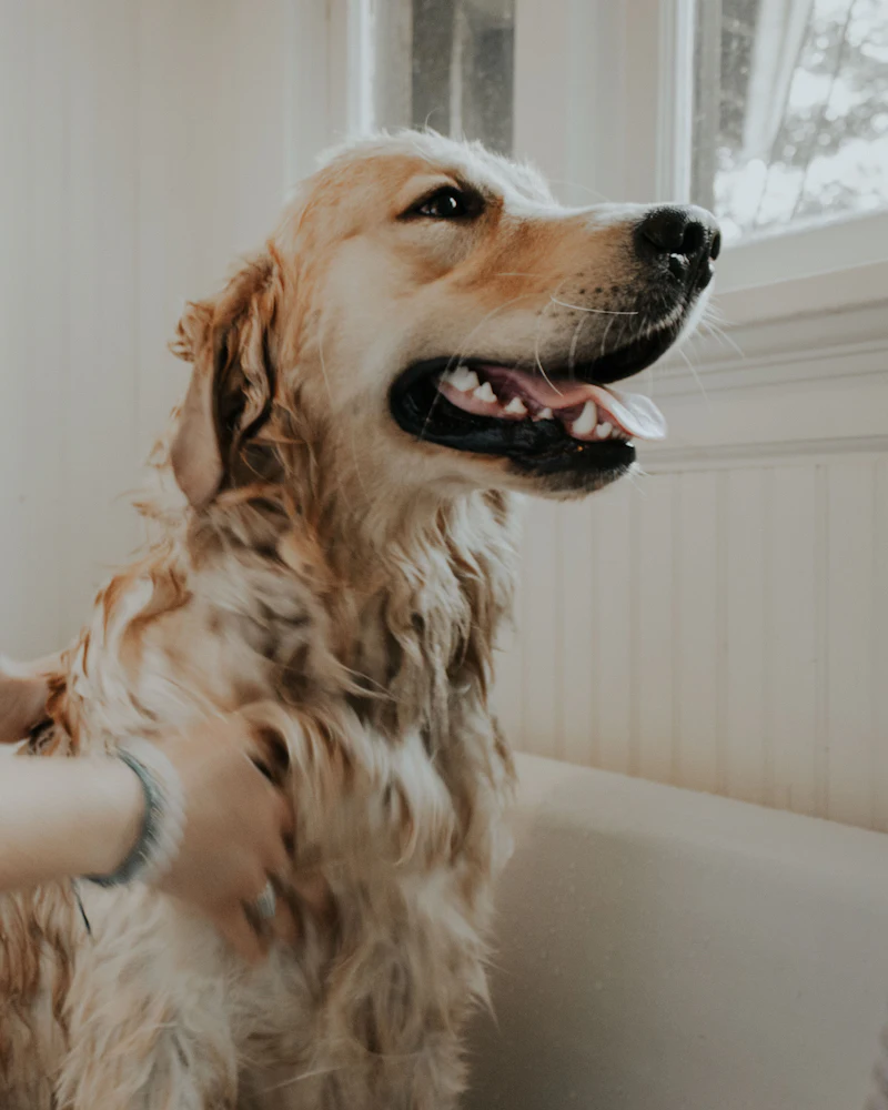 How much does a pet sitter cost in the Philippines?
