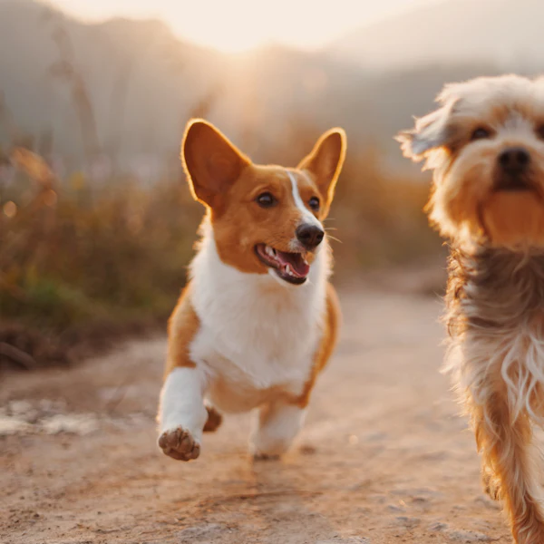 How to choose a trustworthy pet sitter in the Philippines